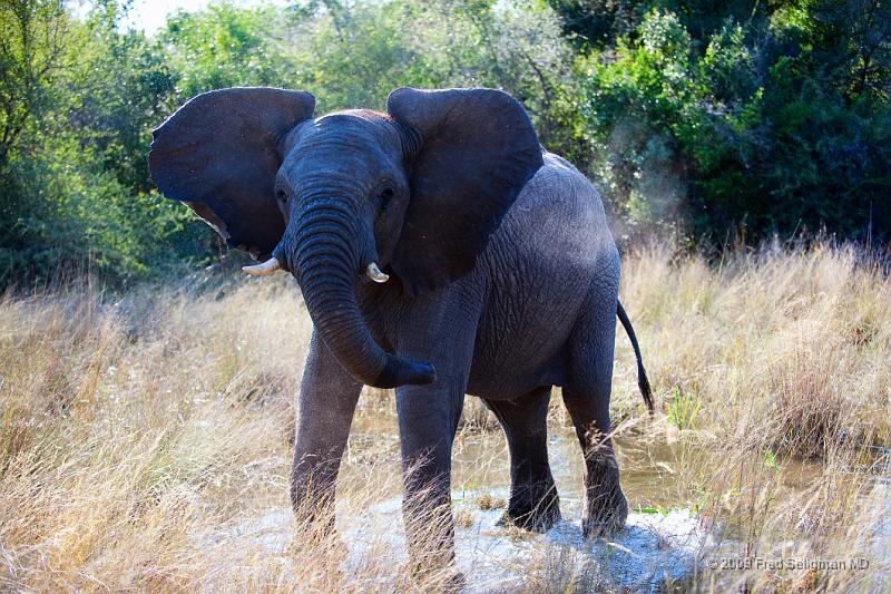 20090614_092403 D3 X1.jpg - Following large herds in Okavango Delta